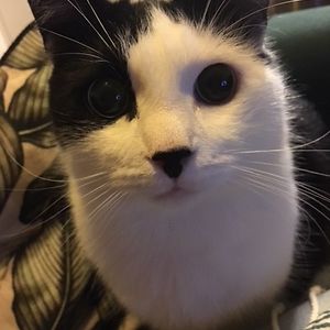 anoukvdpluijm avatar