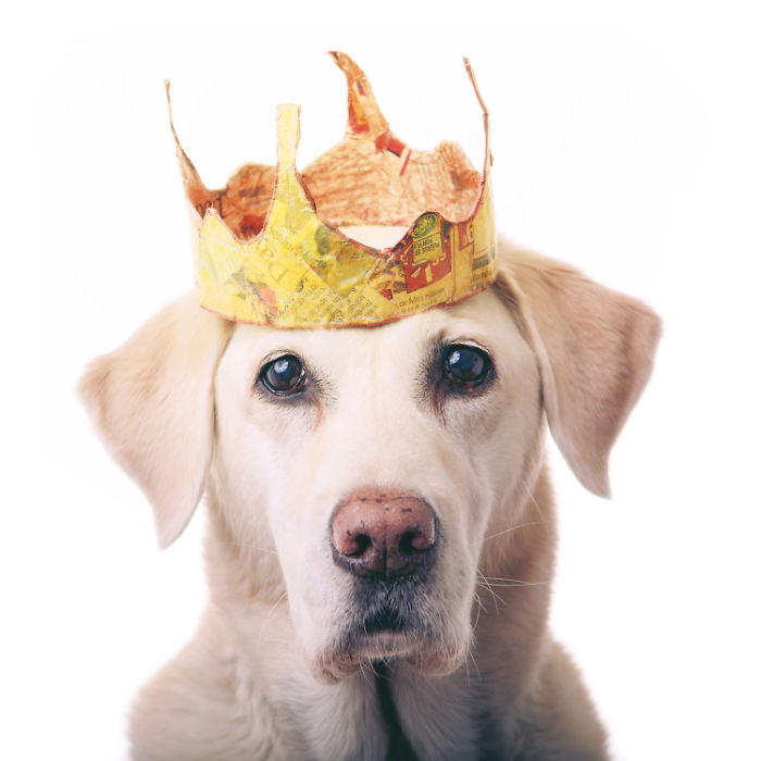 I Make Cute Hats For Dogs Out Of Trash To Prove That All Shelter Pets Deserve A Second Chance (26 Puppy Pics)