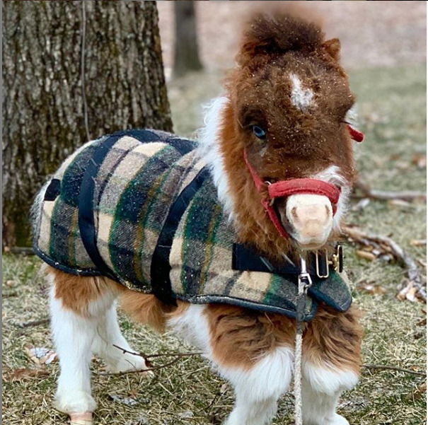Dwarf Mini Horse Moonwalks Into Your Heart! Dwarf Mini Horse Moonwalks Into Your Heart!