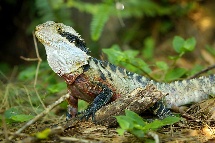 Last Year In November, We Found Eastern Water Dragon Eggs Laid In One Of Our Flower Pots And We Took Good Care Of Them Last Year In November, We Found Eastern Water Dragon Eggs Laid In One Of Our Flower Pots And We Took Good Care Of Them