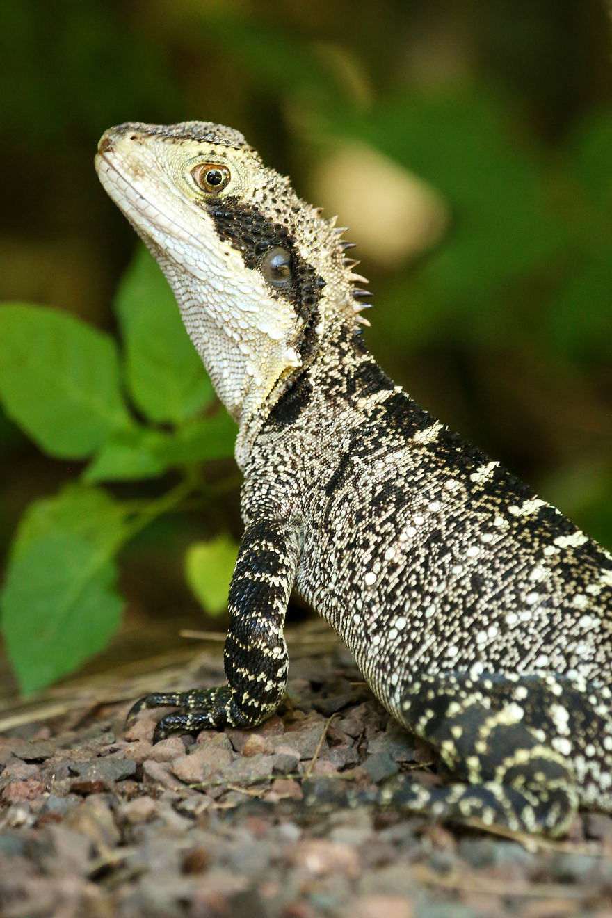 Last Year In November, We Found Eastern Water Dragon Eggs Laid In One Of Our Flower Pots And We Took Good Care Of Them Last Year In November, We Found Eastern Water Dragon Eggs Laid In One Of Our Flower Pots And We Took Good Care Of Them