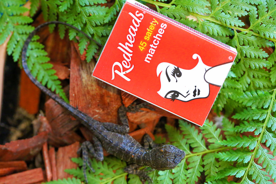 Last Year In November, We Found Eastern Water Dragon Eggs Laid In One Of Our Flower Pots And We Took Good Care Of Them Last Year In November, We Found Eastern Water Dragon Eggs Laid In One Of Our Flower Pots And We Took Good Care Of Them