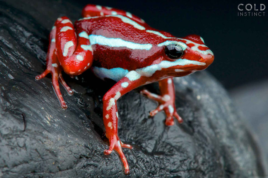 Anthony's Poison Arrow Frog