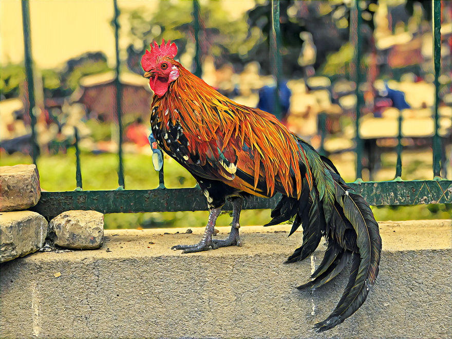 Beautiful Bird: Portrait Mode