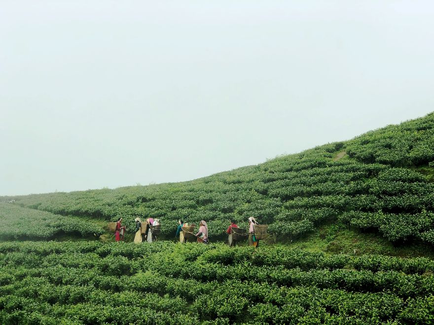 Picking Up Tea Leaves....