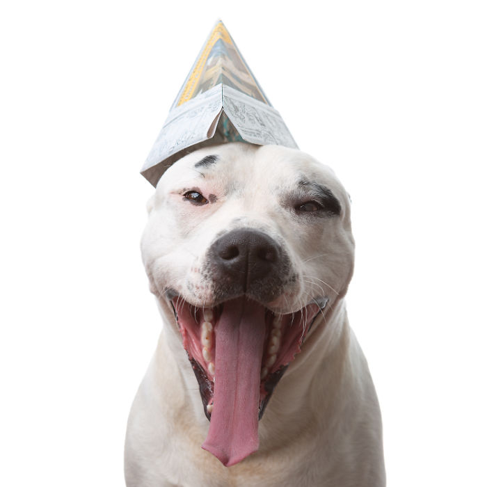 I Make Cute Hats For Dogs Out Of Trash To Prove That All Shelter Pets Deserve A Second Chance (26 Puppy Pics)