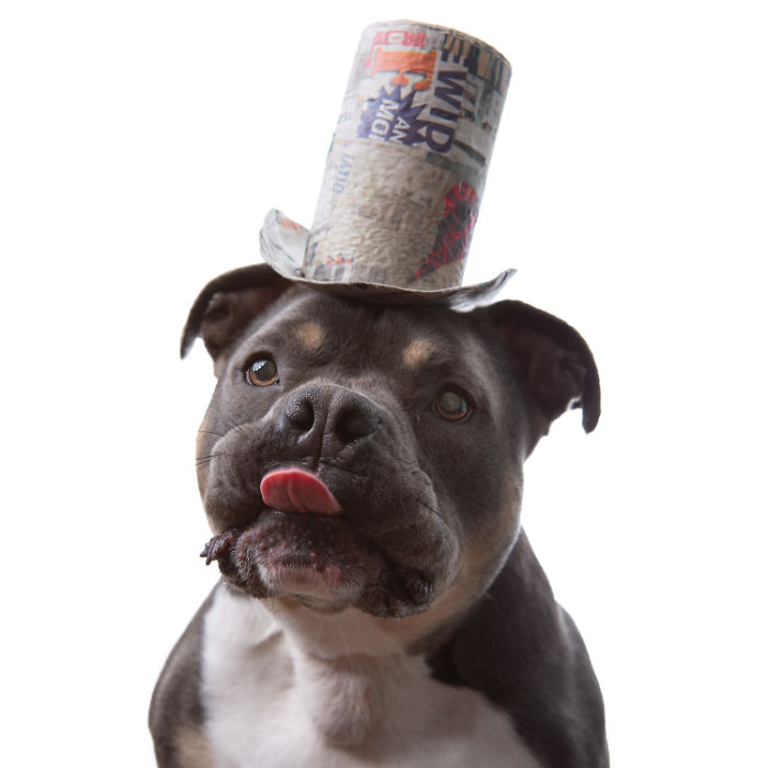 I Make Cute Hats For Dogs Out Of Trash To Prove That All Shelter Pets Deserve A Second Chance (26 Puppy Pics)