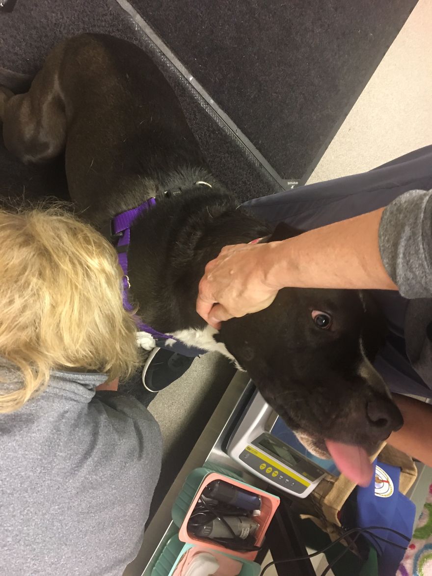 Today My Dog Donated Blood And I Took A Few Photos To Show How Easy It Is