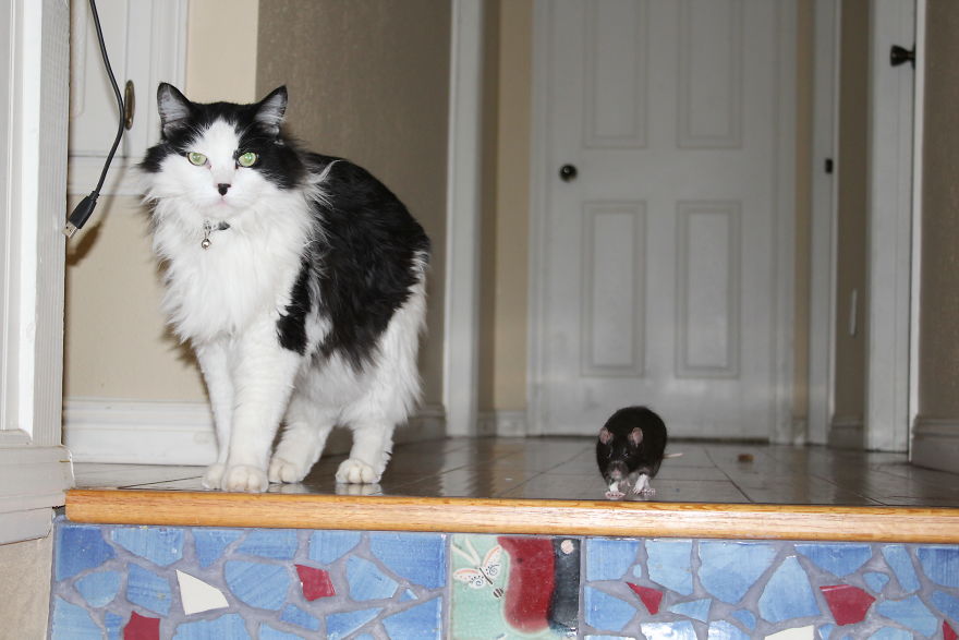 I Use My Jewelry To Memorialize Pets That People Have Lost