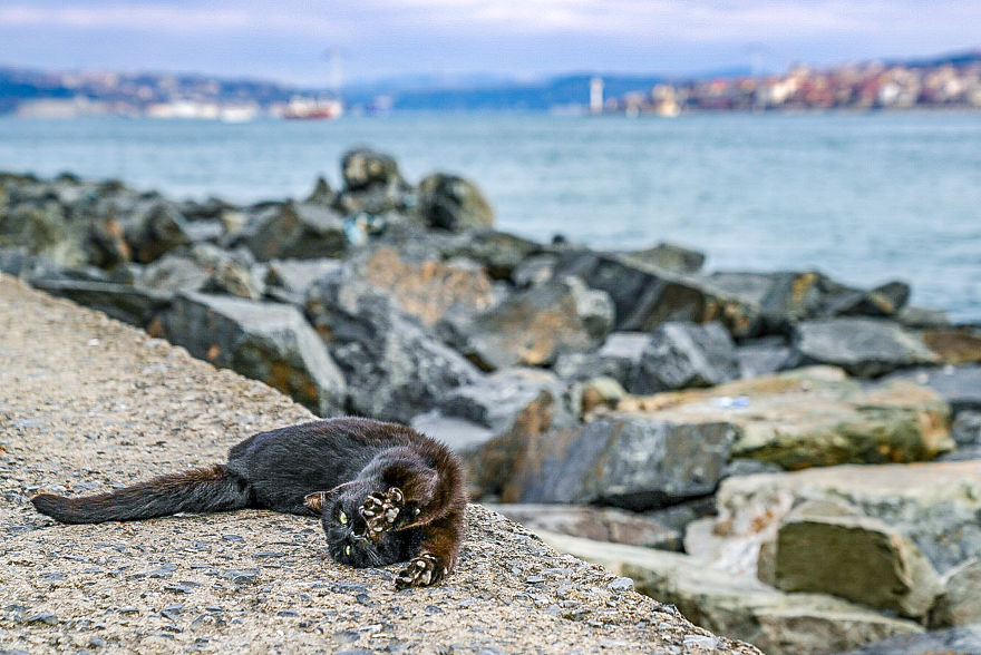 I Photographed Two Stray Cats Cuddling And I Swear This Is Not Staged
