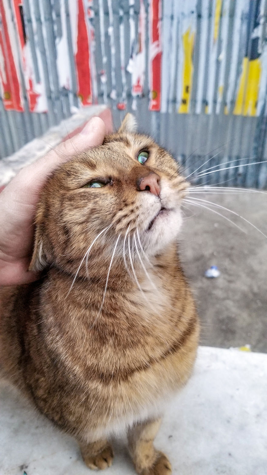 I Photographed Two Stray Cats Cuddling And I Swear This Is Not Staged