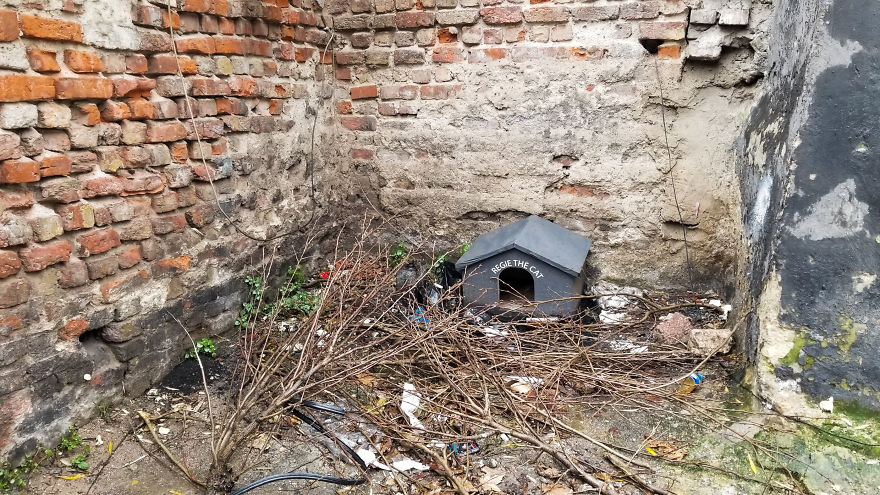 I Photographed Two Stray Cats Cuddling And I Swear This Is Not Staged