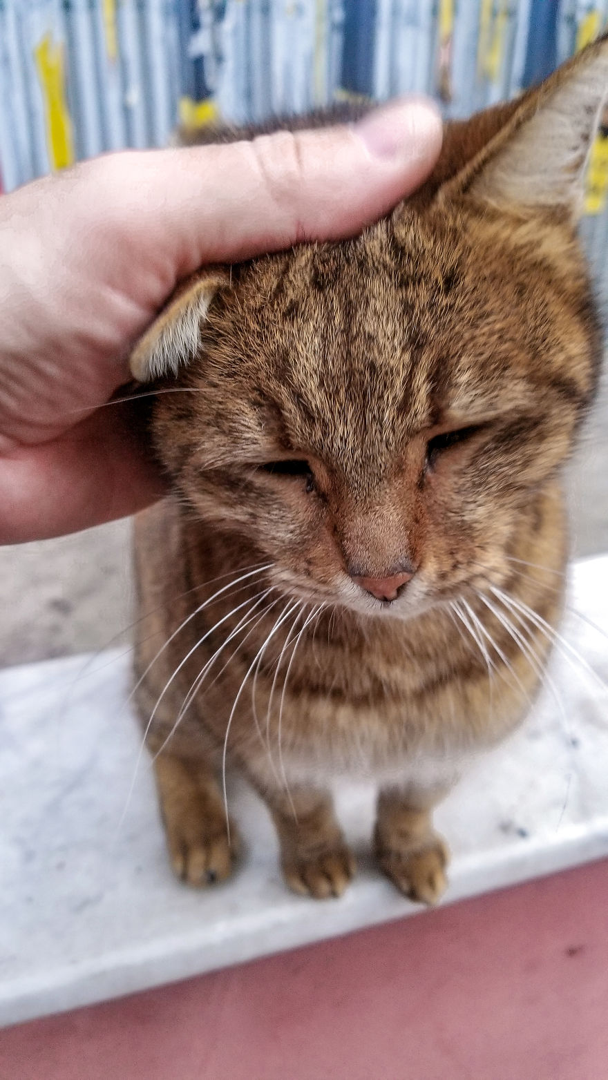 I Photographed Two Stray Cats Cuddling And I Swear This Is Not Staged