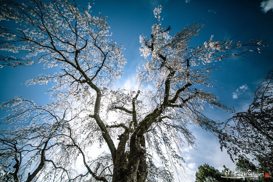 Japan's Oldest Cherry Tree