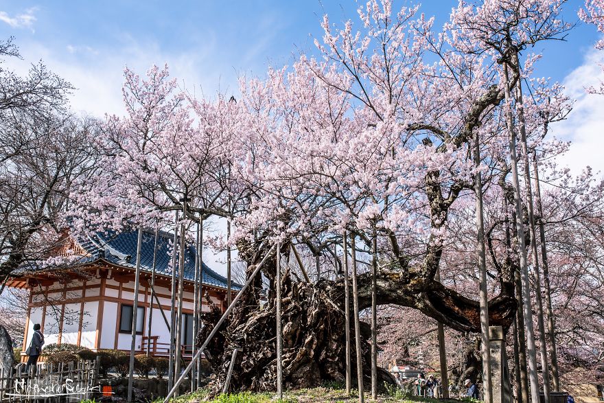 Japan's Oldest Cherry Tree