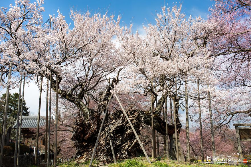 Japan's Oldest Cherry Tree