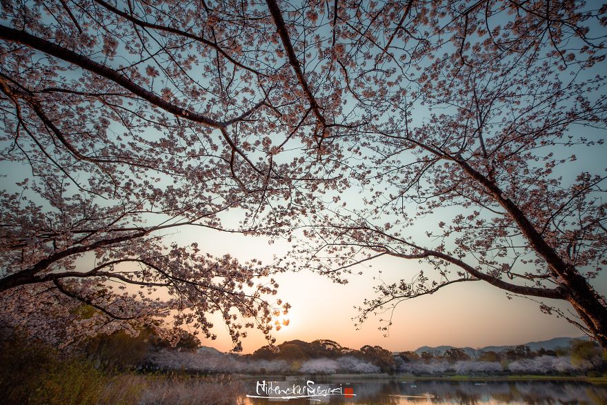 Japan's Oldest Cherry Tree