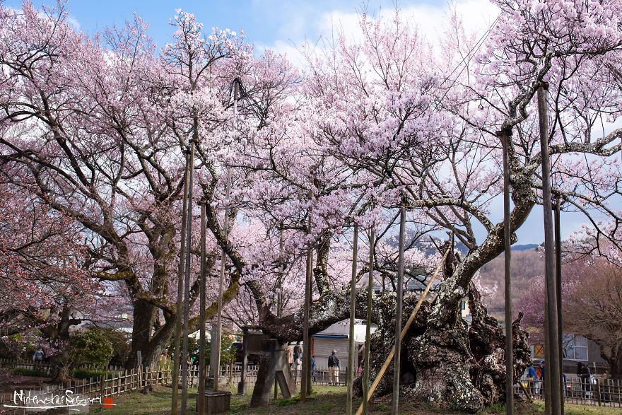 Japan's Oldest Cherry Tree
