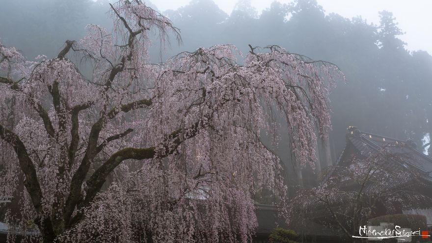 Japan's Oldest Cherry Tree