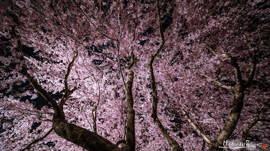 Japan's Oldest Cherry Tree
