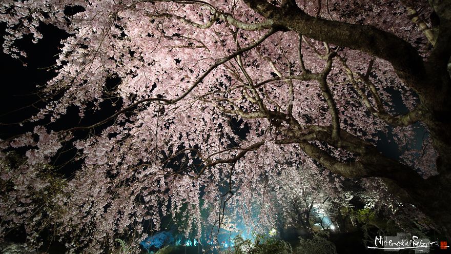 Japan's Oldest Cherry Tree