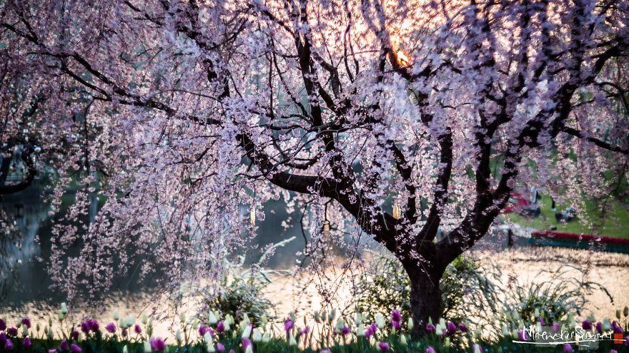 Japan's Oldest Cherry Tree