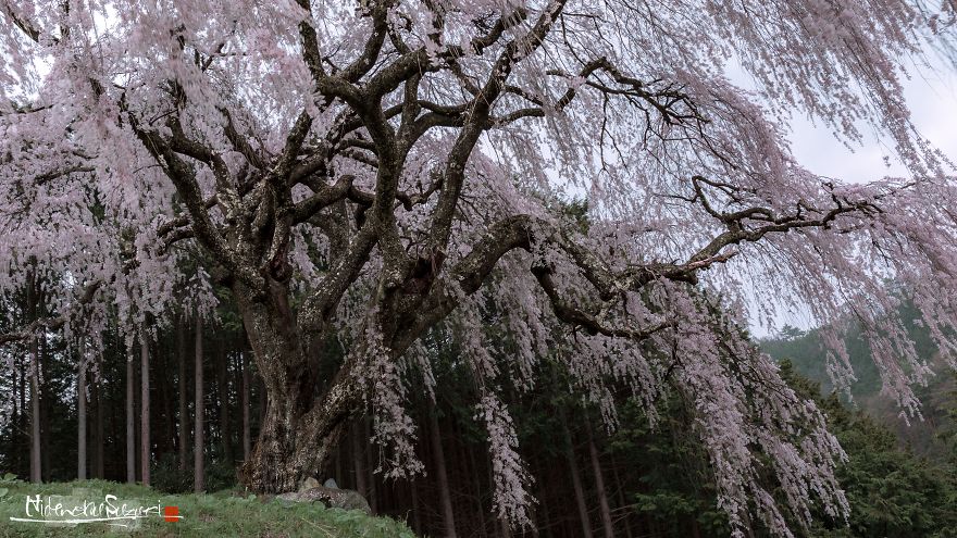 Japan's Oldest Cherry Tree