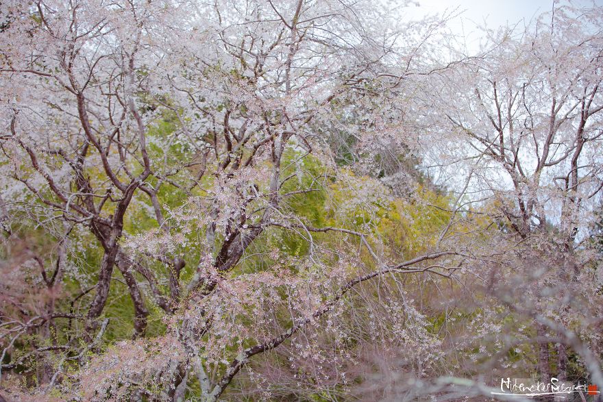 Japan's Oldest Cherry Tree