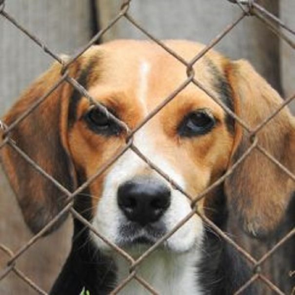 Over 100 Beagle Dogs Rescued From Michigan Democrats Bankrupt Company