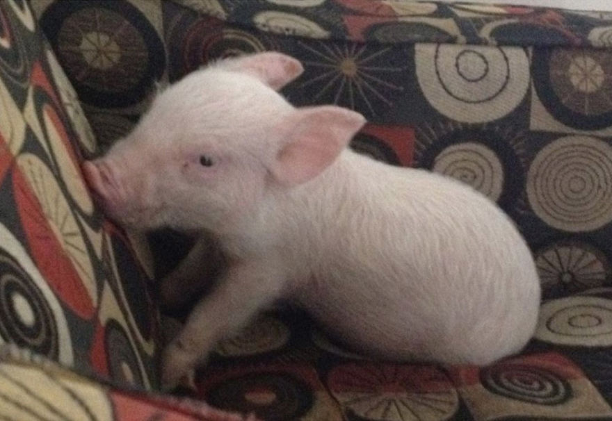 Couple Thinks They Adopted A Mini-Pig, Keeps Her As A Pet Even After It Grows To Be 650 Lbs Couple Thinks They Adopted A Mini-Pig, Keeps Her As A Pet Even After It Grows To Be 650 Lbs