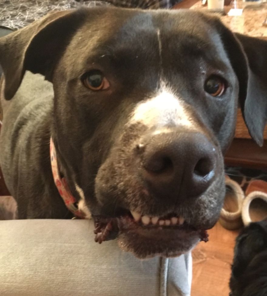 Today My Dog Donated Blood And I Took A Few Photos To Show How Easy It Is Today My Dog Donated Blood And I Took A Few Photos To Show How Easy It Is