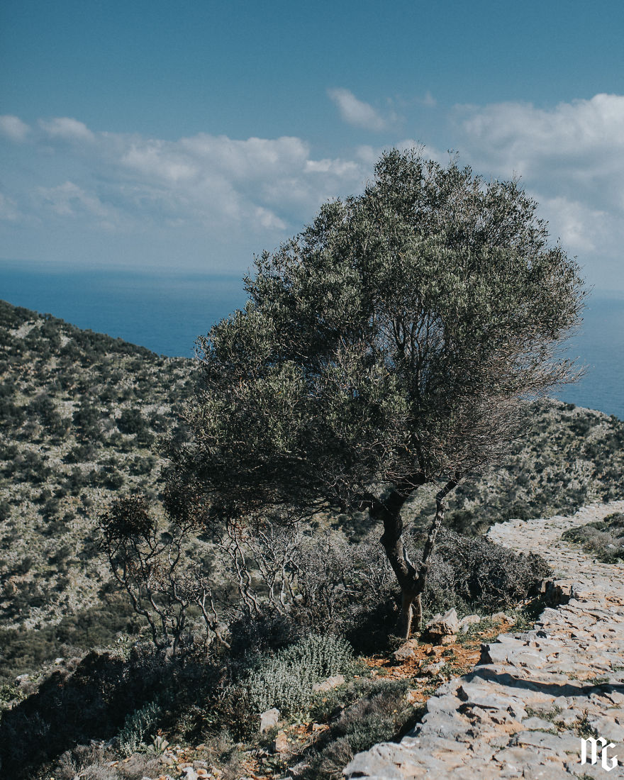 Just A Random Tree Looking Gorgeous