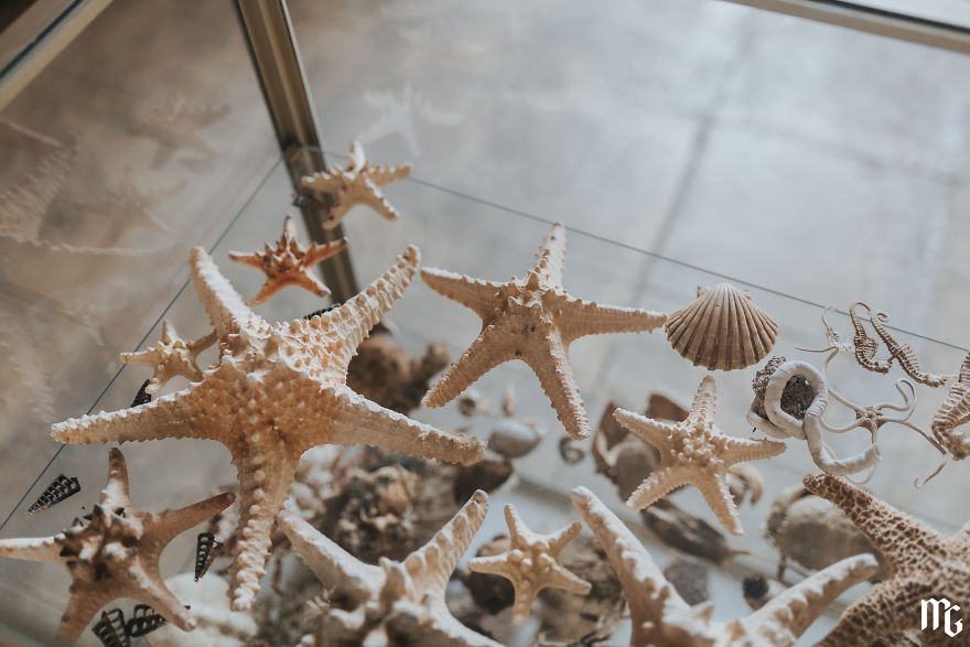 Part Of Shell And Starfishes Collection Of Maritime Museum Of Crete