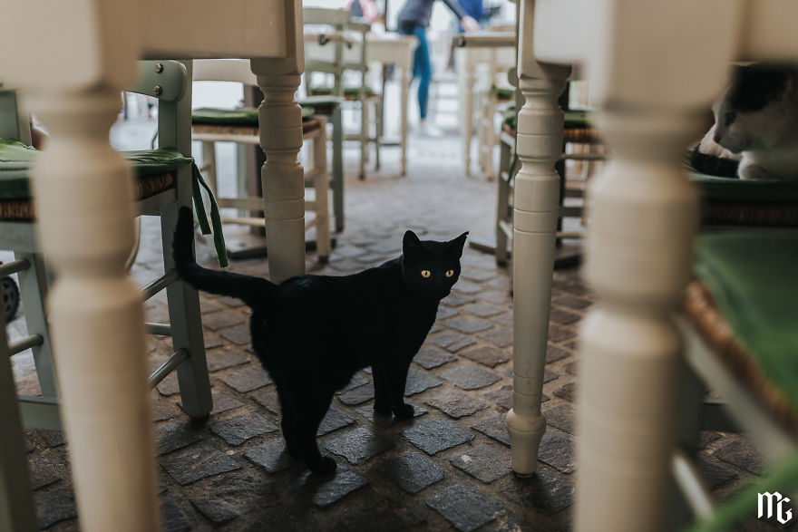 This Little Guy Is So Purrrfect!