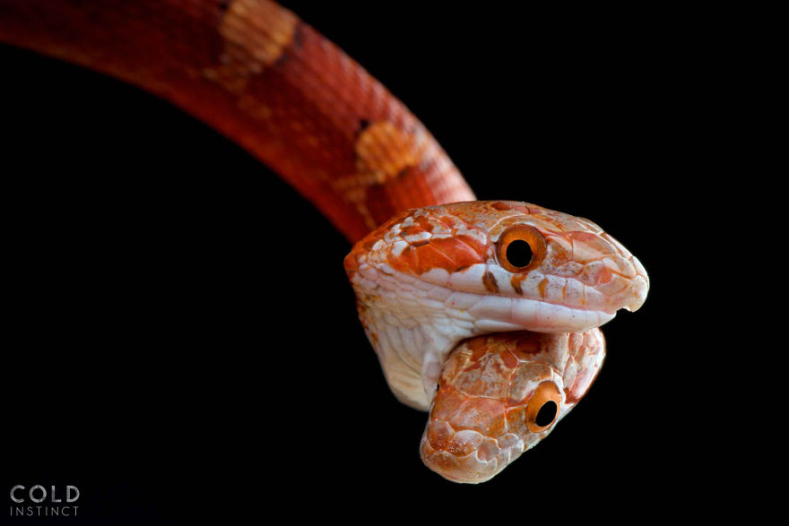 Cornsnake