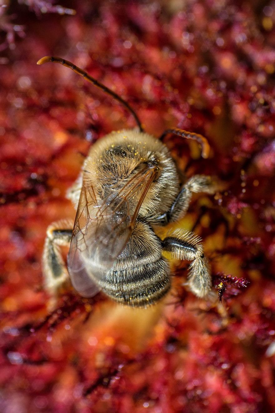 I Capture Bees In My Macro Photos