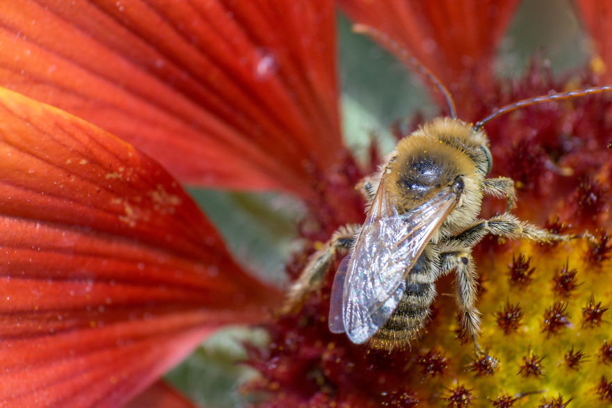 I Capture Bees In My Macro Photos