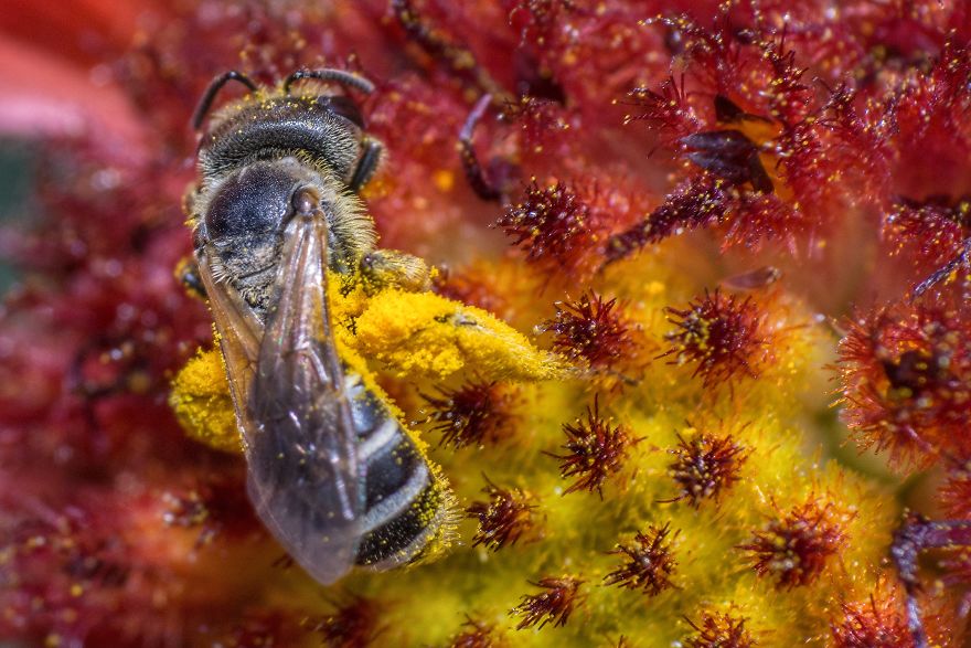 I Capture Bees In My Macro Photos