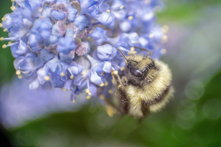I Capture Bees In My Macro Photos