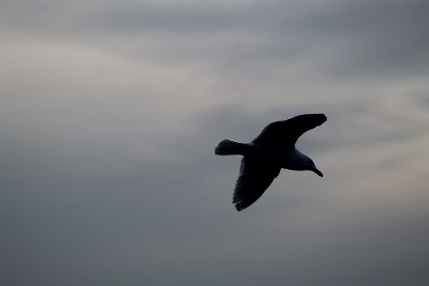 The Story Of How I Got My Camera And My Journey Of Figuring Out Photography