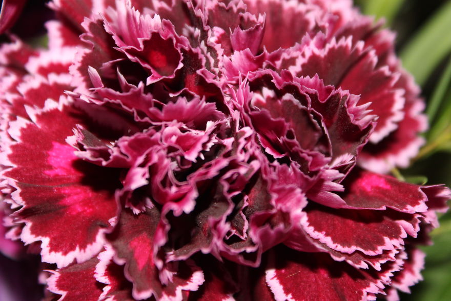 The Story Of How I Got My Camera And My Journey Of Figuring Out Photography