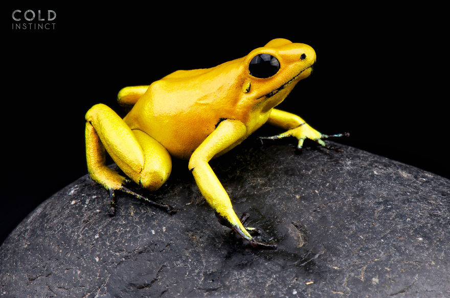 Golden Poison Frog