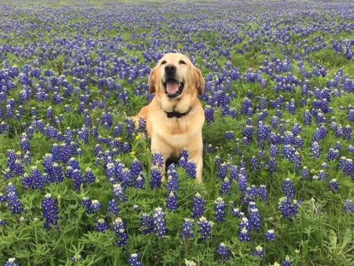 Police-Pics-Back-The-Blue-Bonnets-Texas