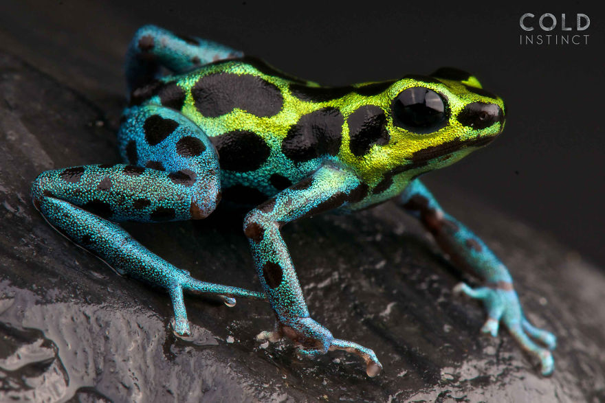 Splash-Back Poison Frog