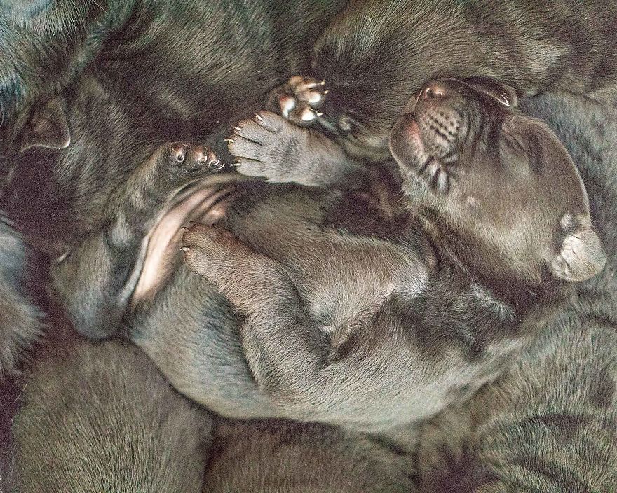 Our Family Adopted A Young Labrador And She Surprised Us With 12 Puppies