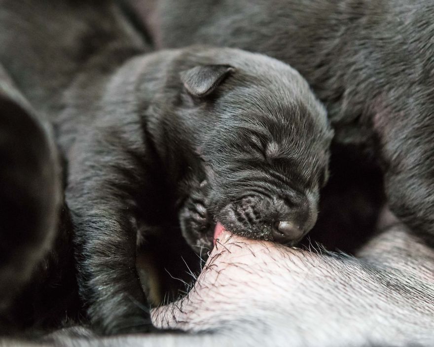 Our Family Adopted A Young Labrador And She Surprised Us With 12 Puppies Our Family Adopted A Young Labrador And She Surprised Us With 12 Puppies