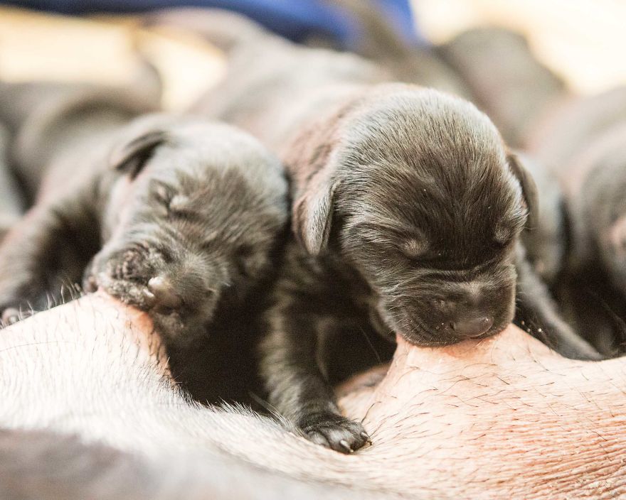 Our Family Adopted A Young Labrador And She Surprised Us With 12 Puppies