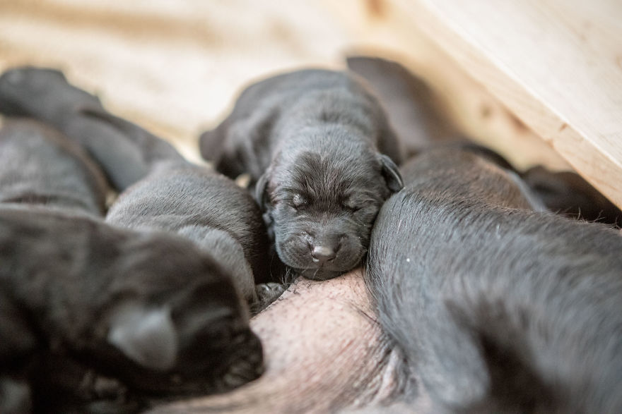 Our Family Adopted A Young Labrador And She Surprised Us With 12 Puppies