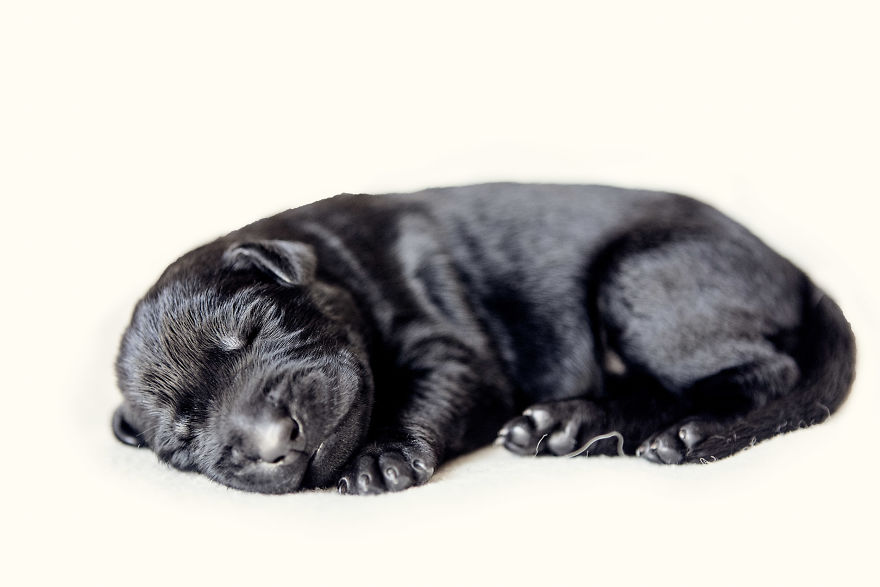Our Family Adopted A Young Labrador And She Surprised Us With 12 Puppies