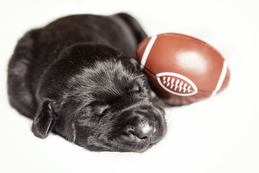Our Family Adopted A Young Labrador And She Surprised Us With 12 Puppies